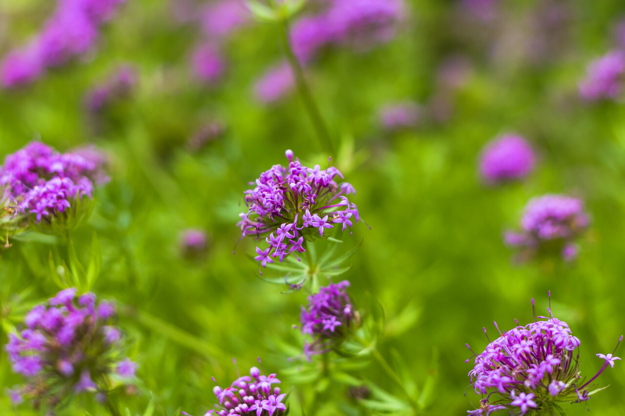 phuopsis stylosa - beautiful pink flowers