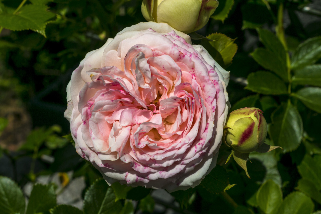 beautiful pink rose in a garden