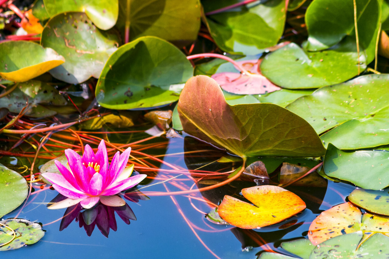 pink water lily, Nymphaea pubescens, hairy water lily