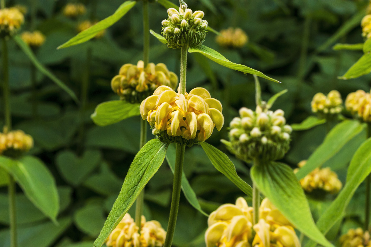 Turkish sage, Phlomis russeliana a flowering plant in the mint family Lamiaceae, native to Turkey, Syria, south west Asia.