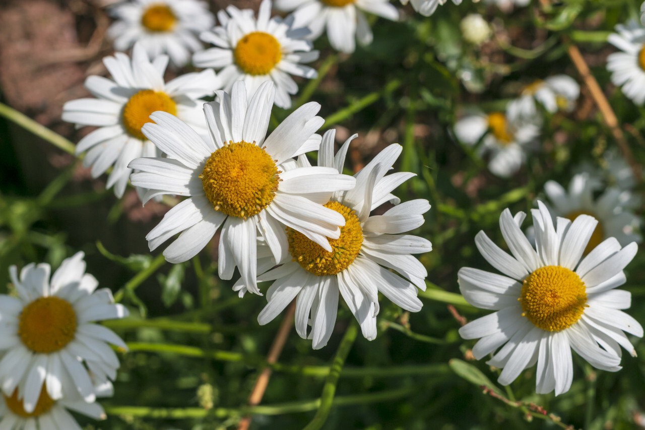 daisies from above - beautiful white meadow flower background