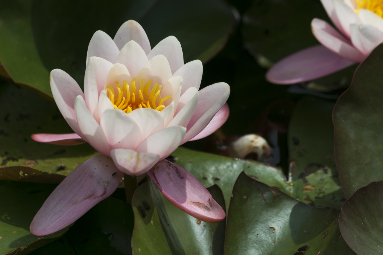 European white water lily - Nymphaea alba