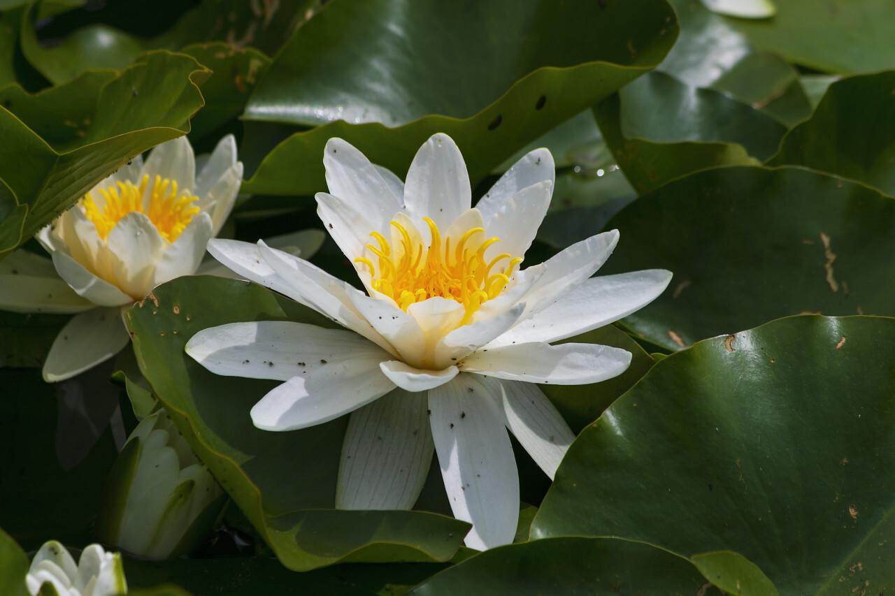 European white water lily - Nymphaea alba
