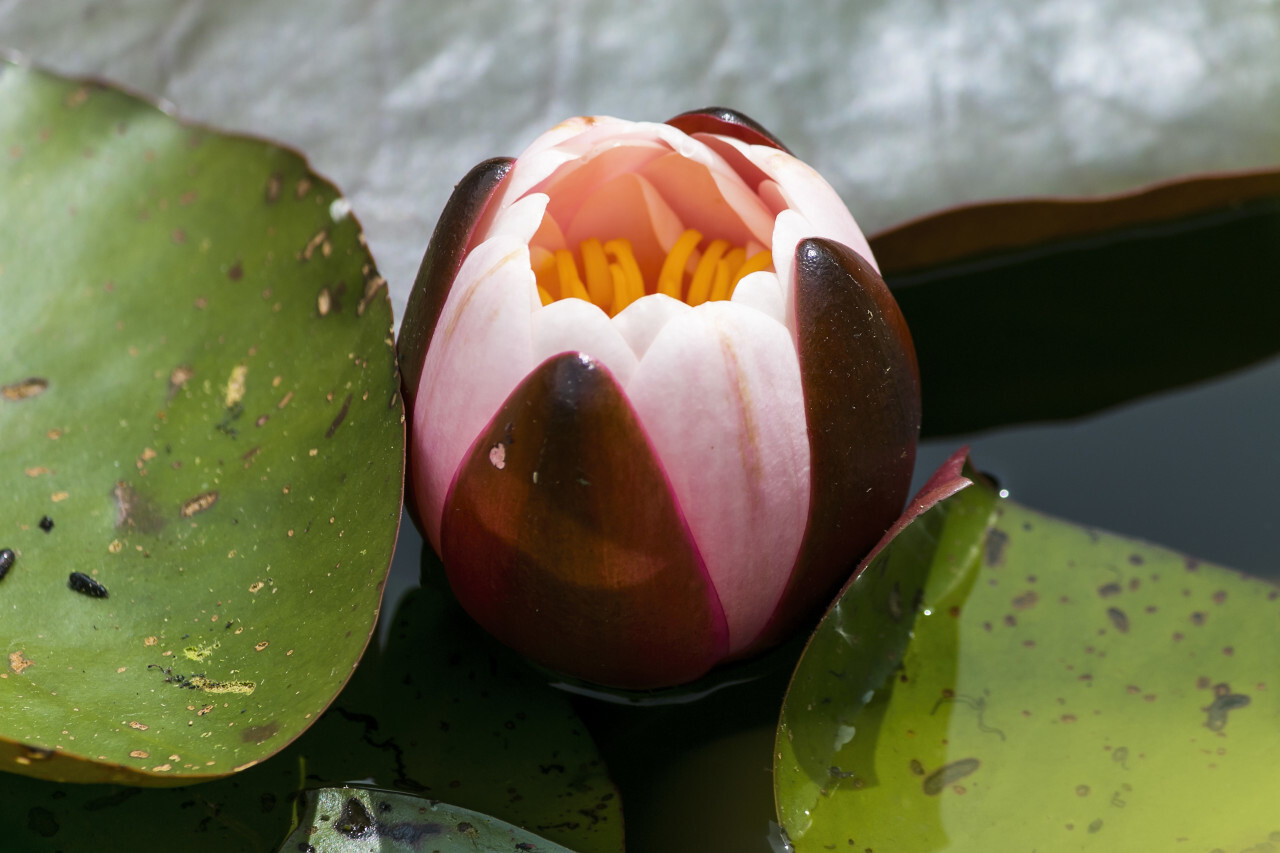 European white water lily - Nymphaea alba