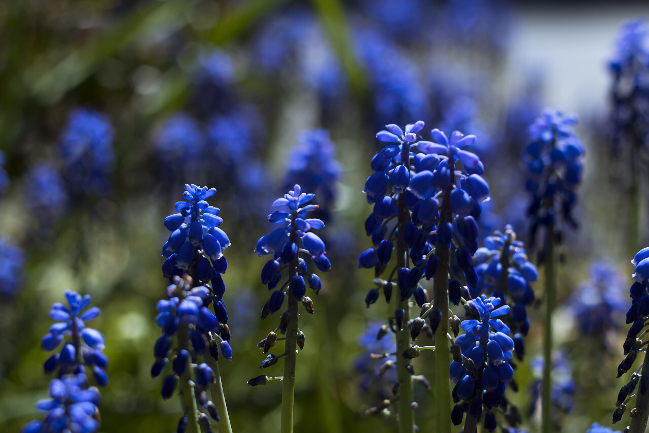 beautiful blue blooming hyacinths spring flowers