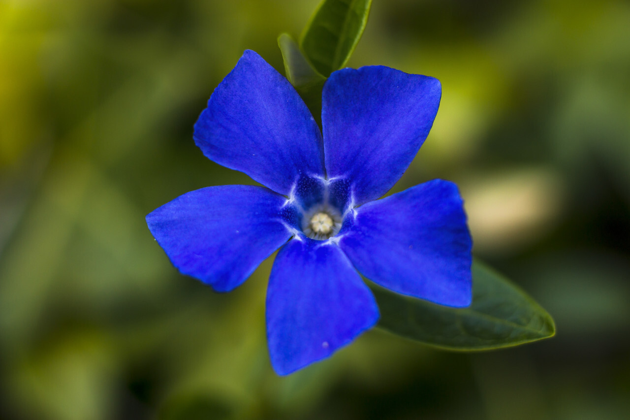 Vinca minor, common names: lesser periwinkle, dwarf periwinkle - blue spring flower macro