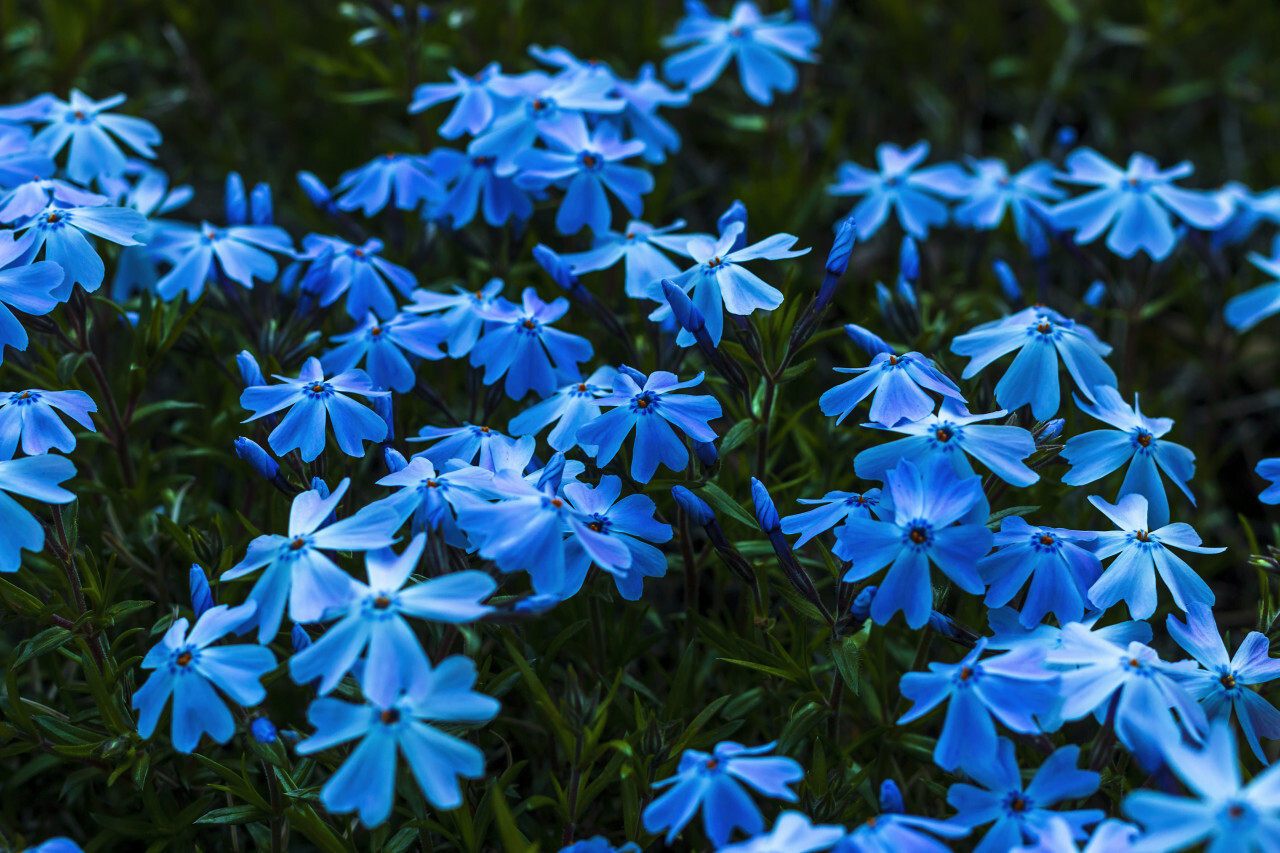 Phlox alyssifolia, blue spring flowers macro