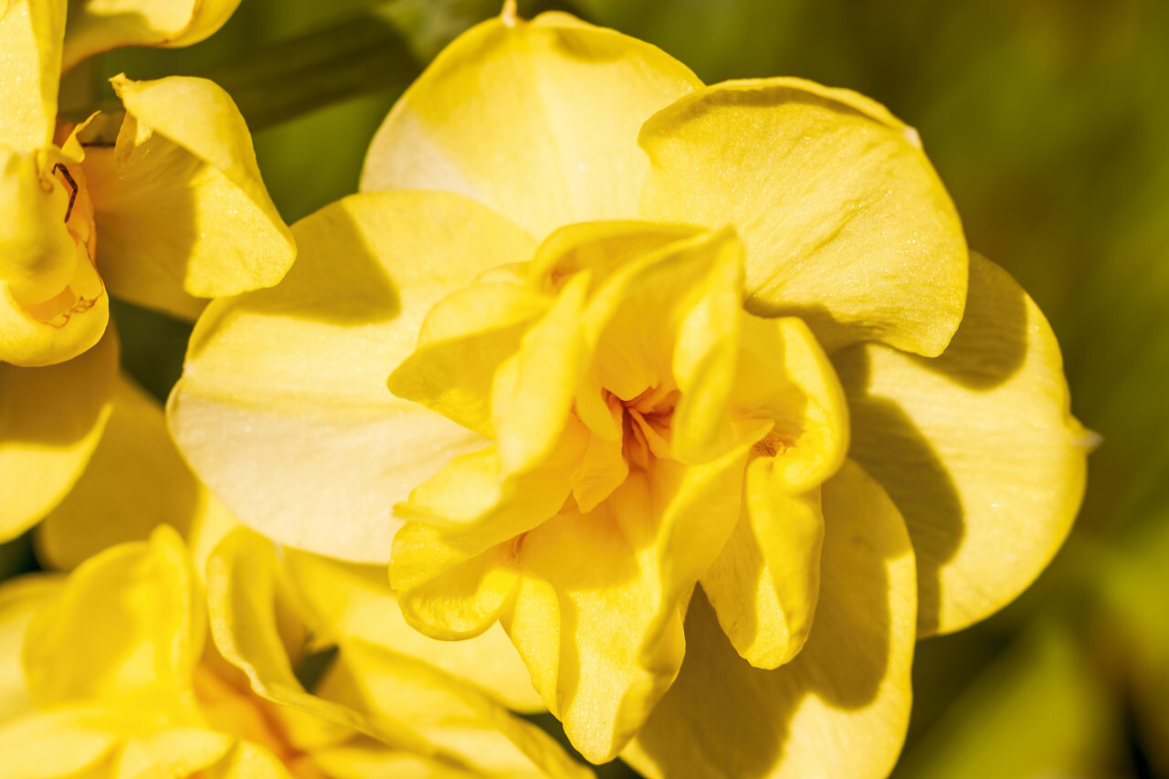 bright yellow daffodil flower in spring macro