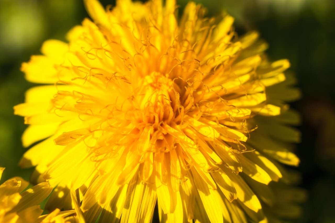 yellow dandelion flower macro in april