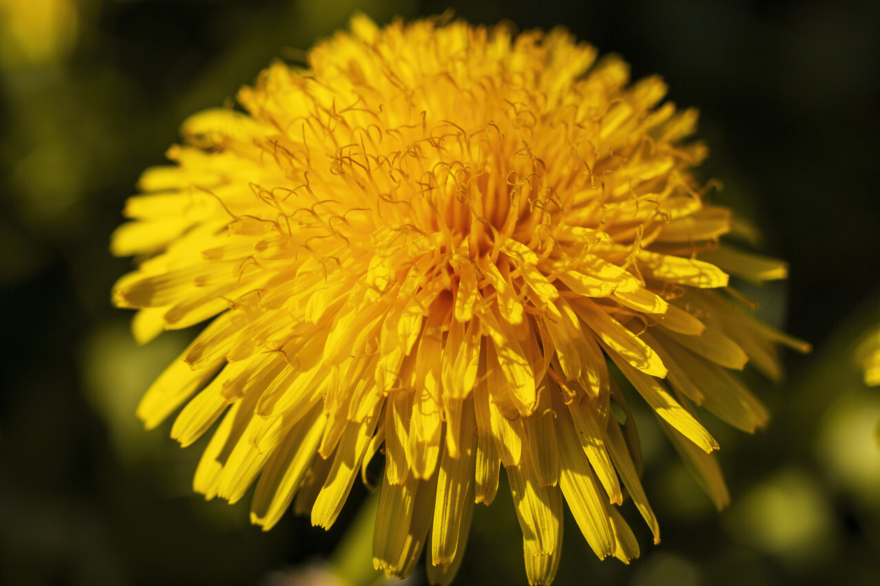 dandelion macro april