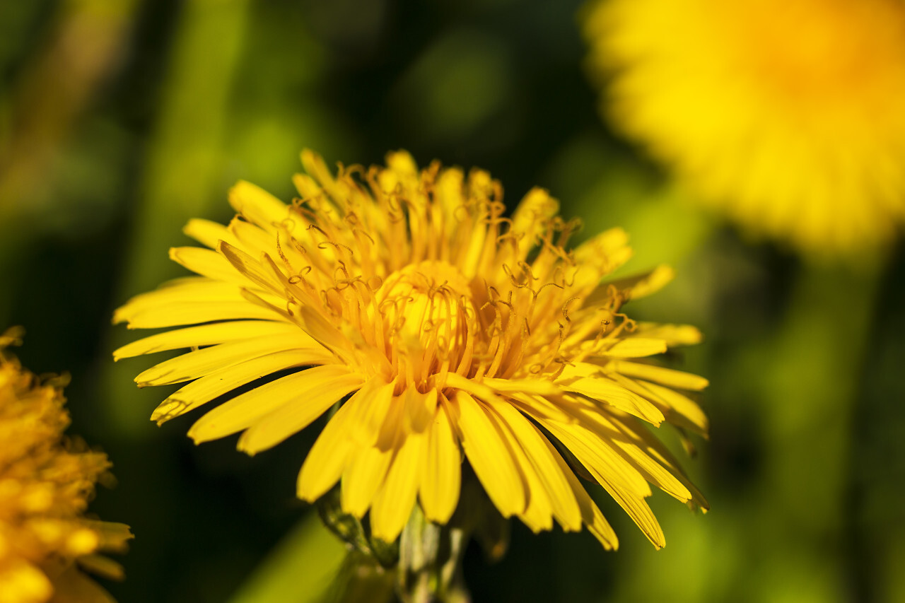 yellow dandelion flower in april