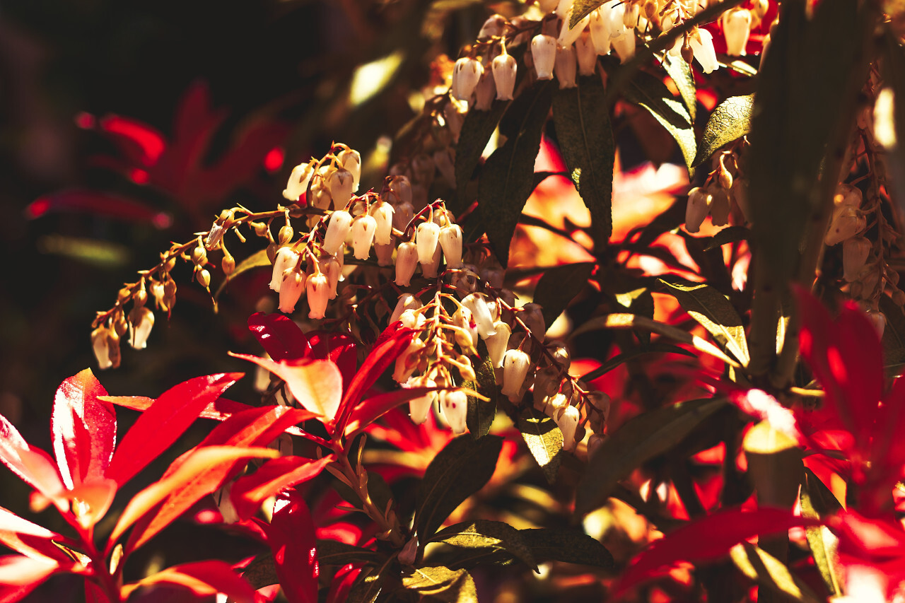 Pieris, andromedas or fetterbushes - flower with white bells between red leaved bush