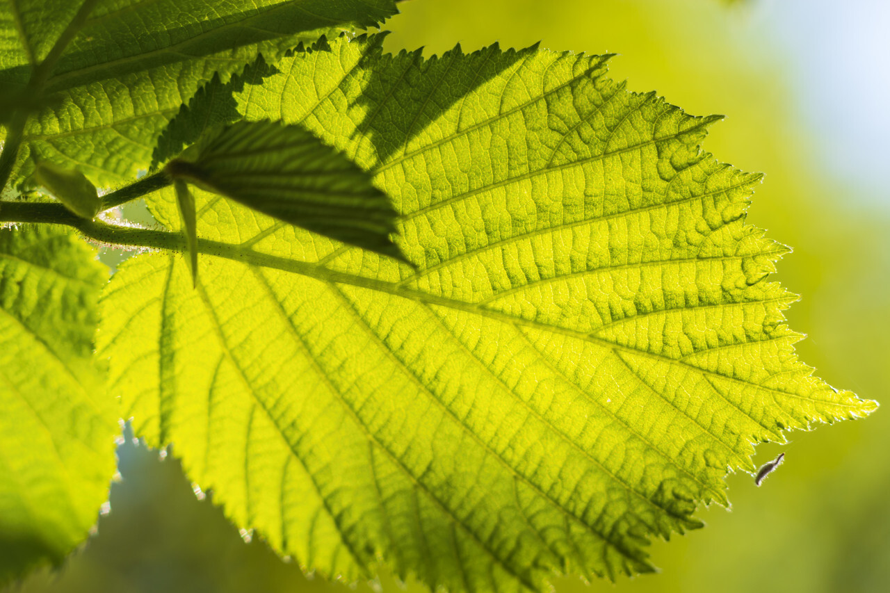 hazelnut tree leaf in april