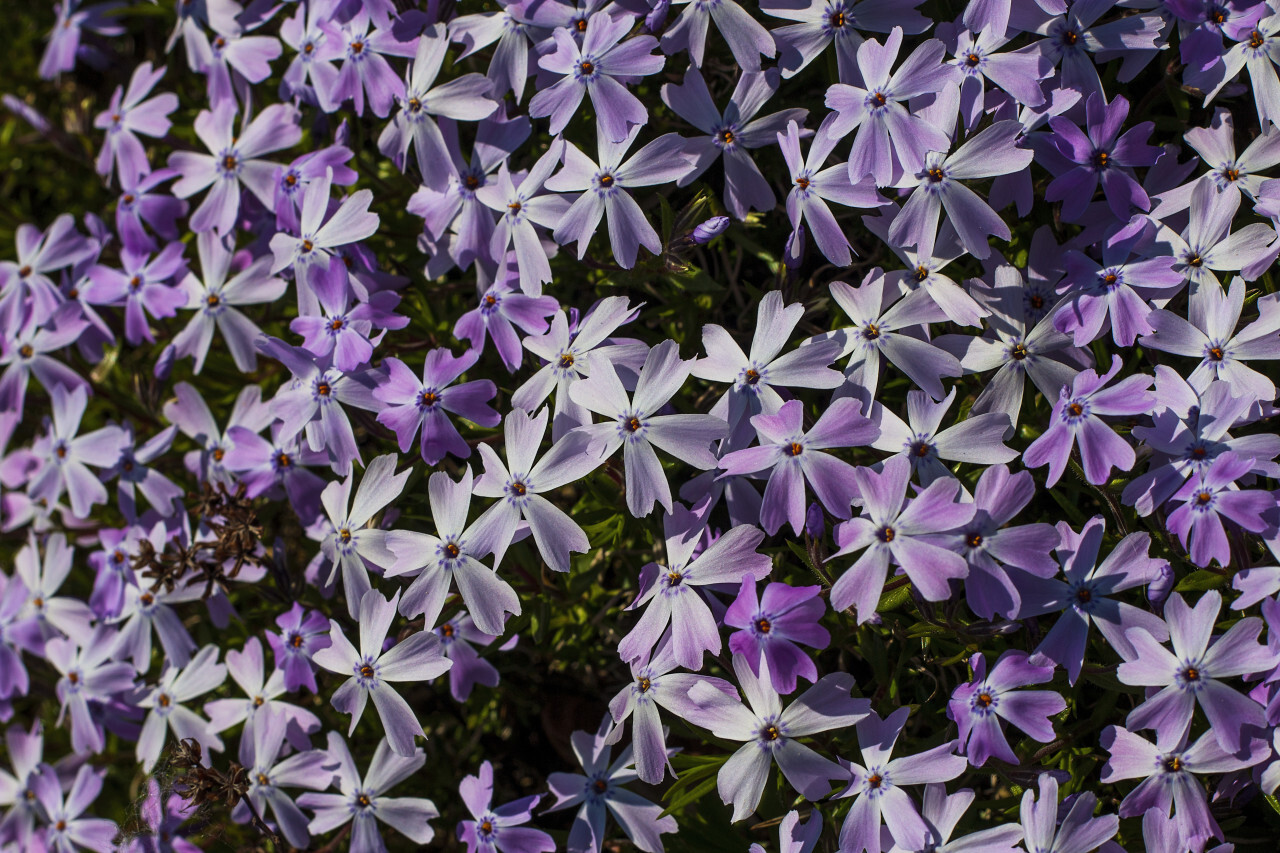 Phlox alyssifolia: light pink flower sea texture background