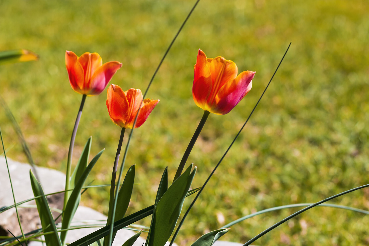 orange and red tulips