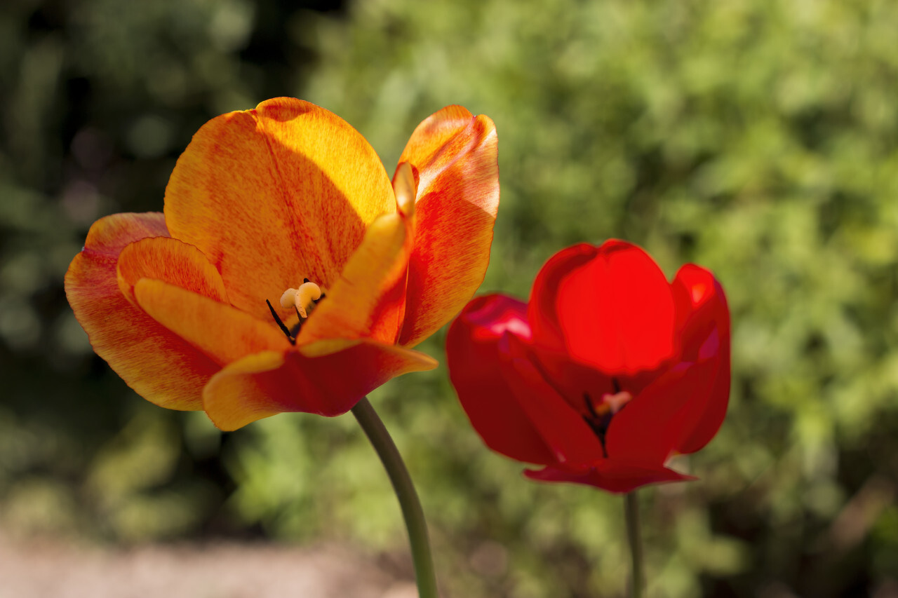 beautiful red orange tulip flower macro in april