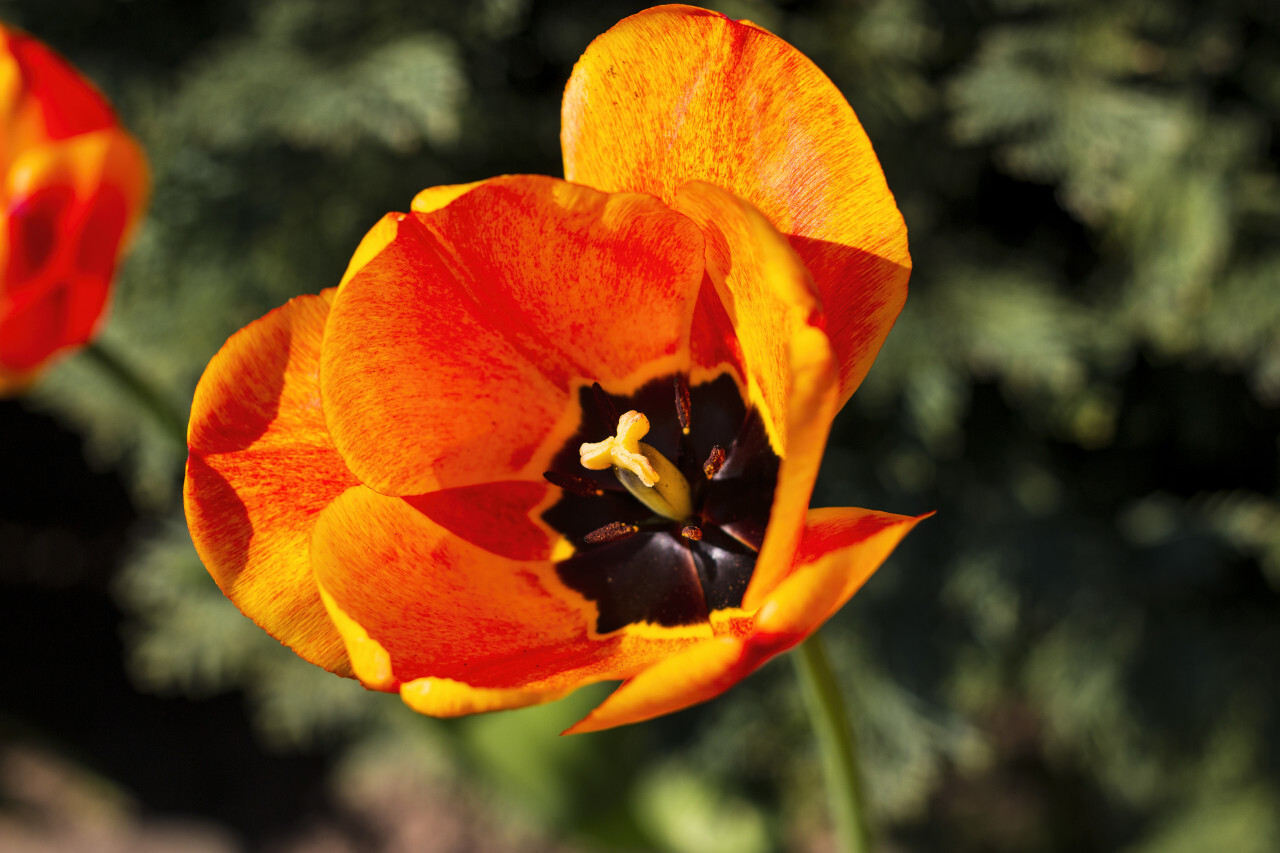 beautiful orange tulip flower in april