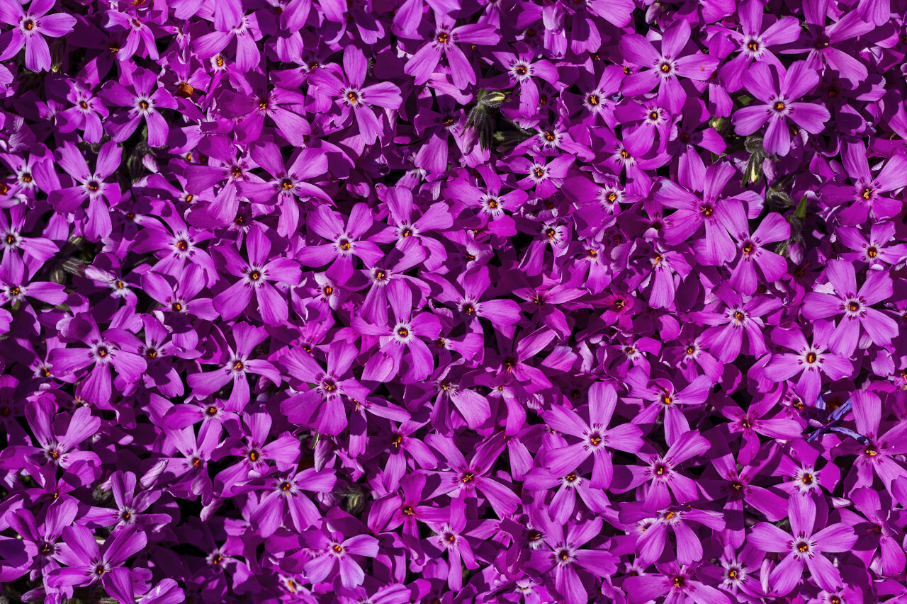 Phlox subulata