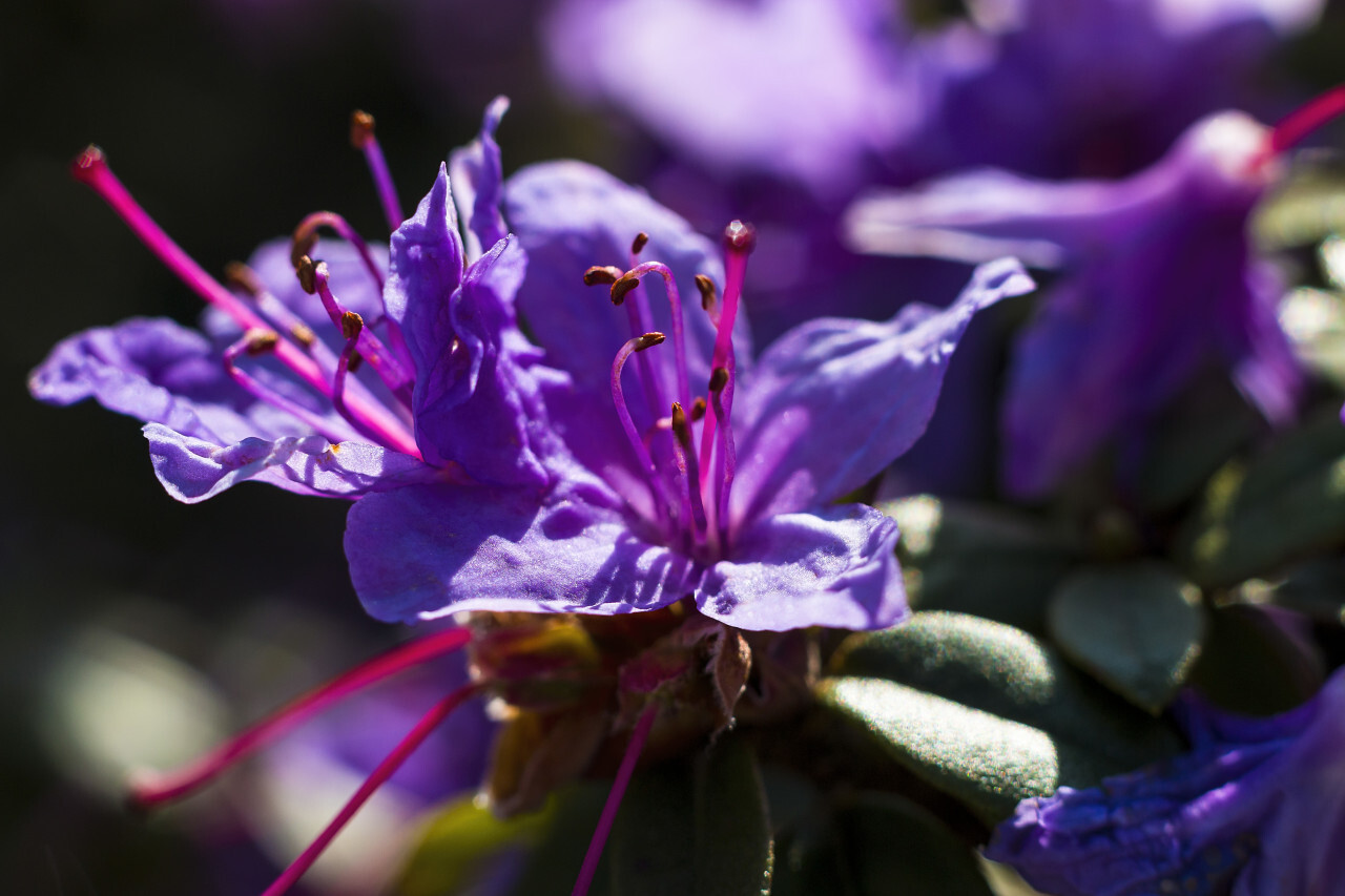 Azalea, Rhododendron: purple flower macro