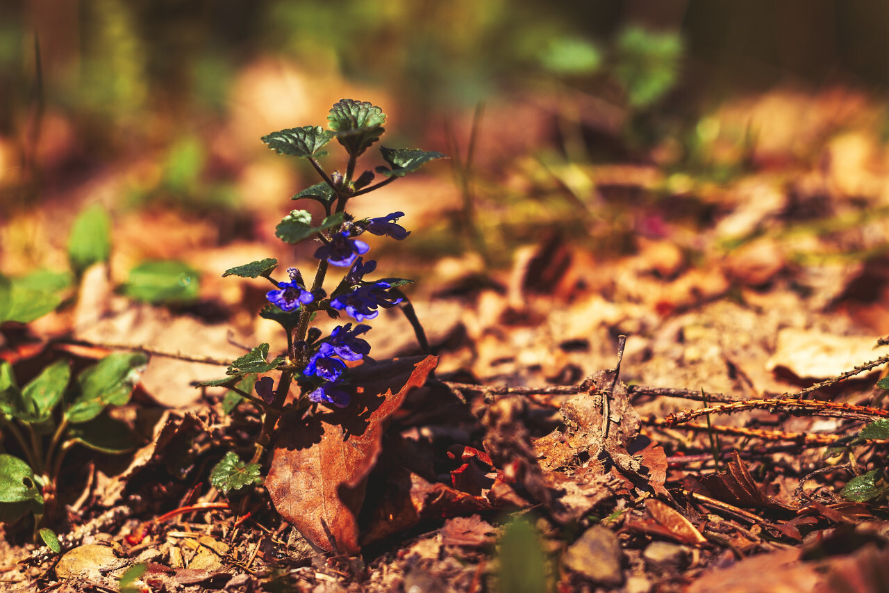 purple little flower on the forest floor