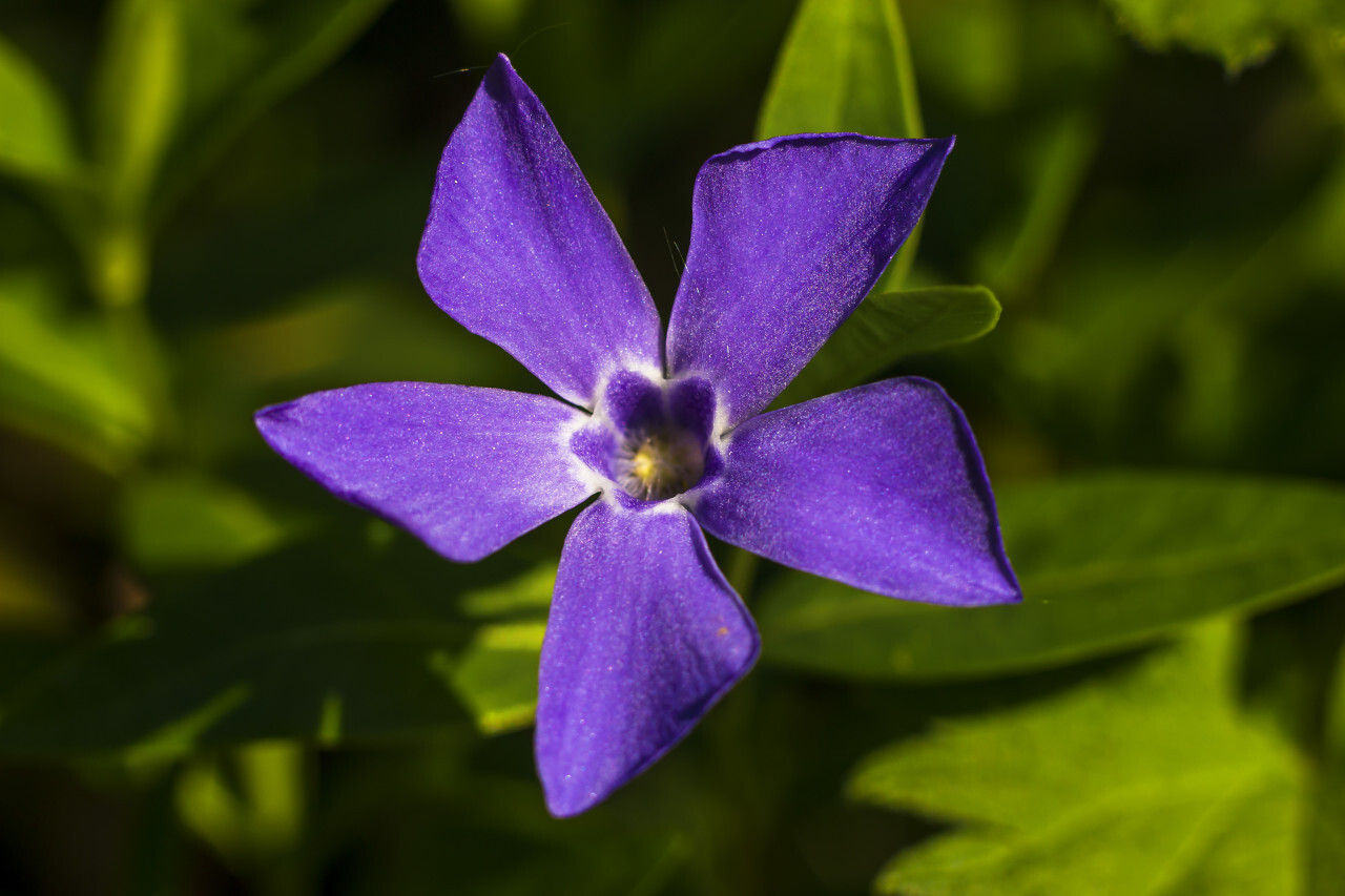 Purple Vinca spring flower macro
