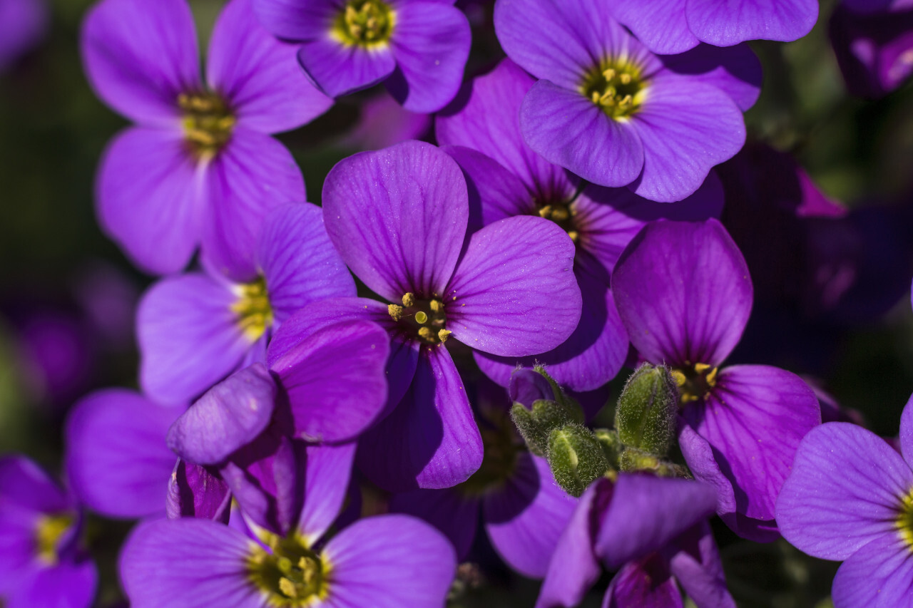 beautiful purple spring flowers