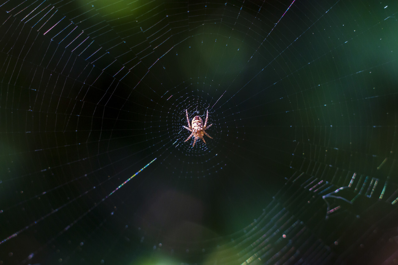 spider in her web april