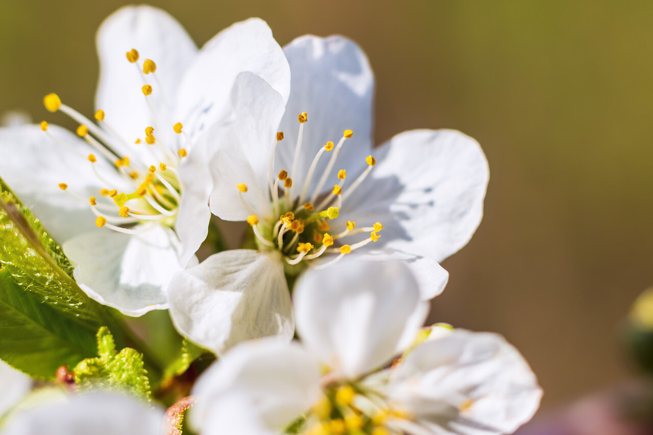 beautiful white cherry tree blossoms in april