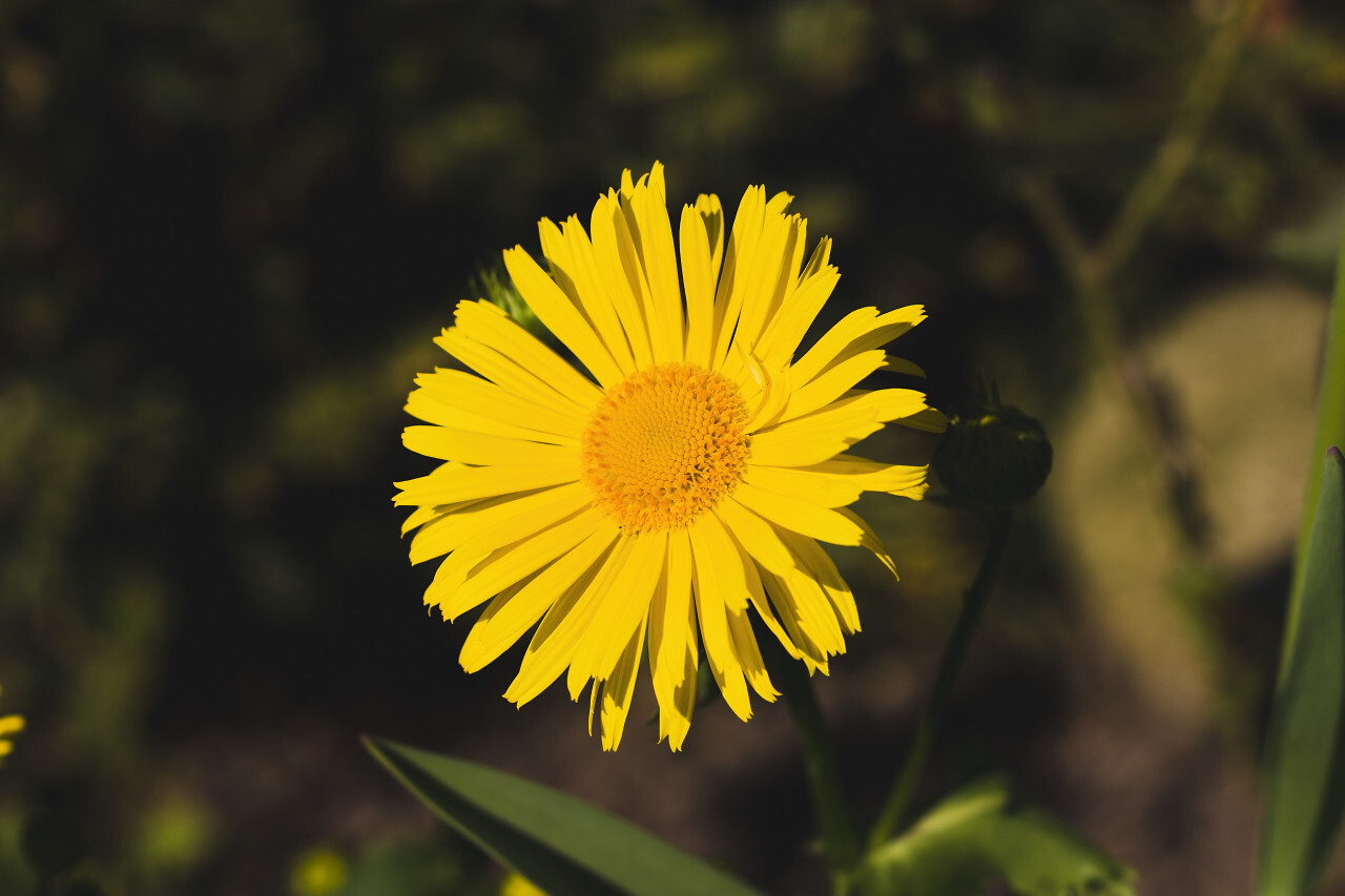 yellow daisy in april