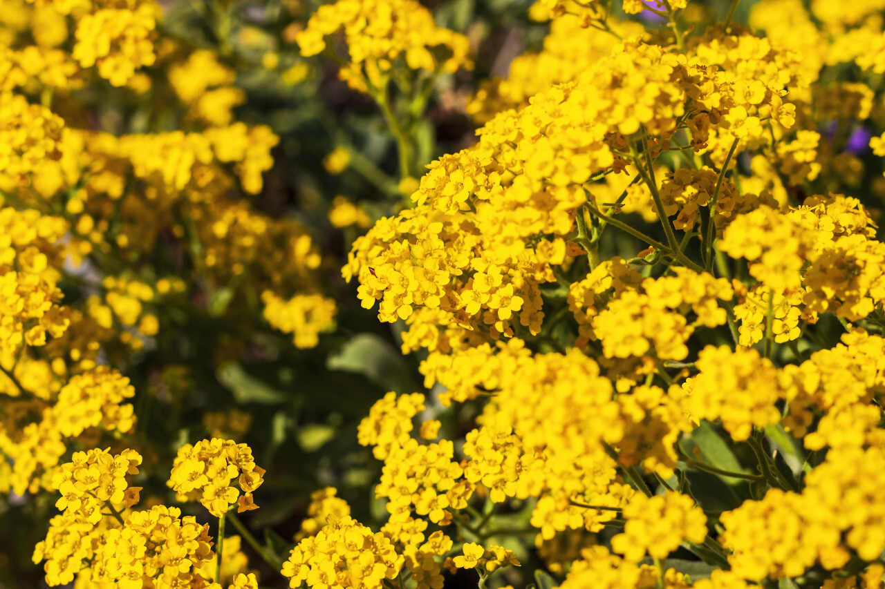 Mustard Plant: Yellow spring flowers macro, the  Mustard seed is used as a spice.