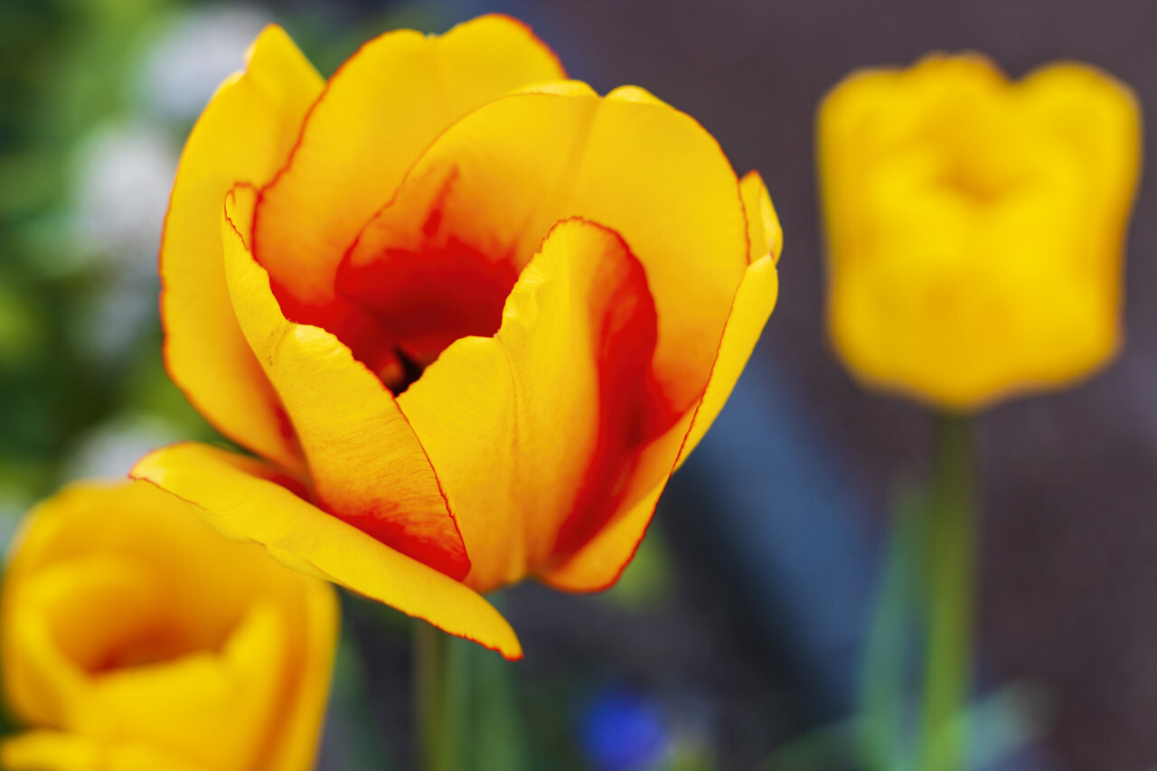 yellow tulips to the spring time in april