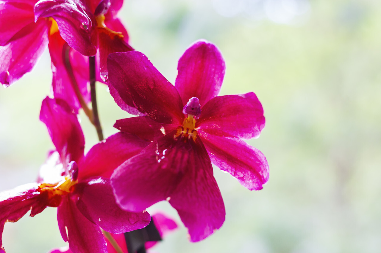 red orchids