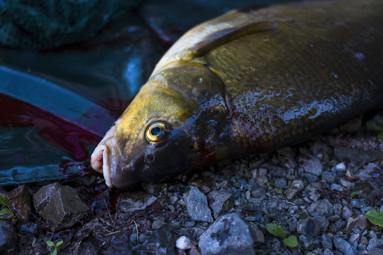 freshly caught carp