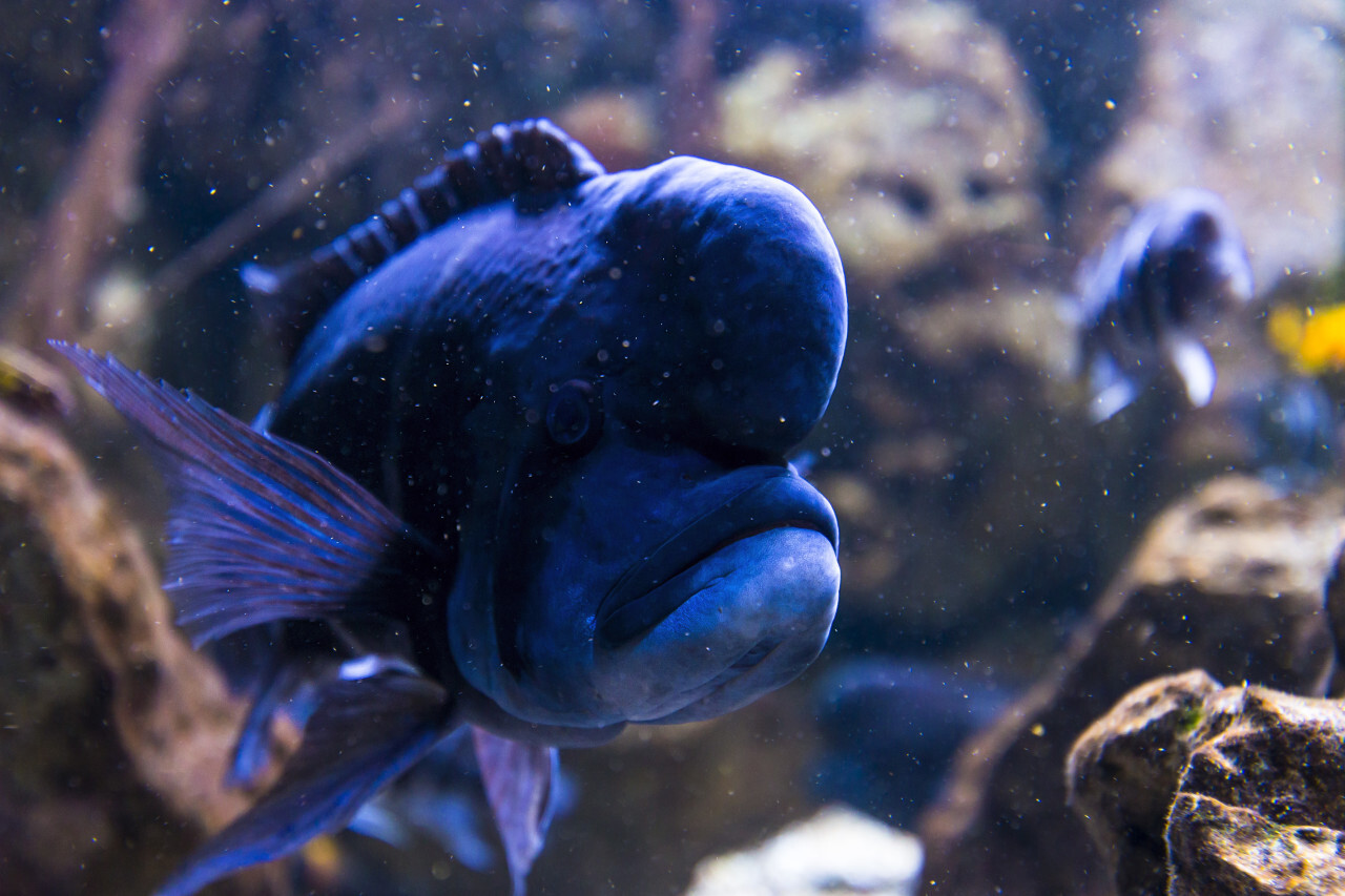 beautiful blue dolphin cichlid fish