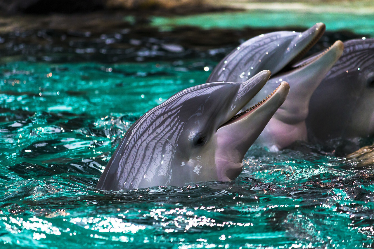 Dolphins in Water