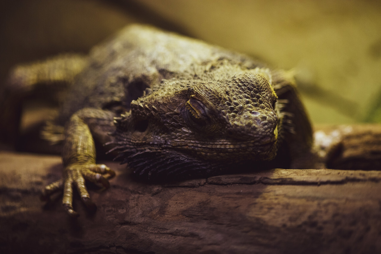 bearded dragon dozes on branch