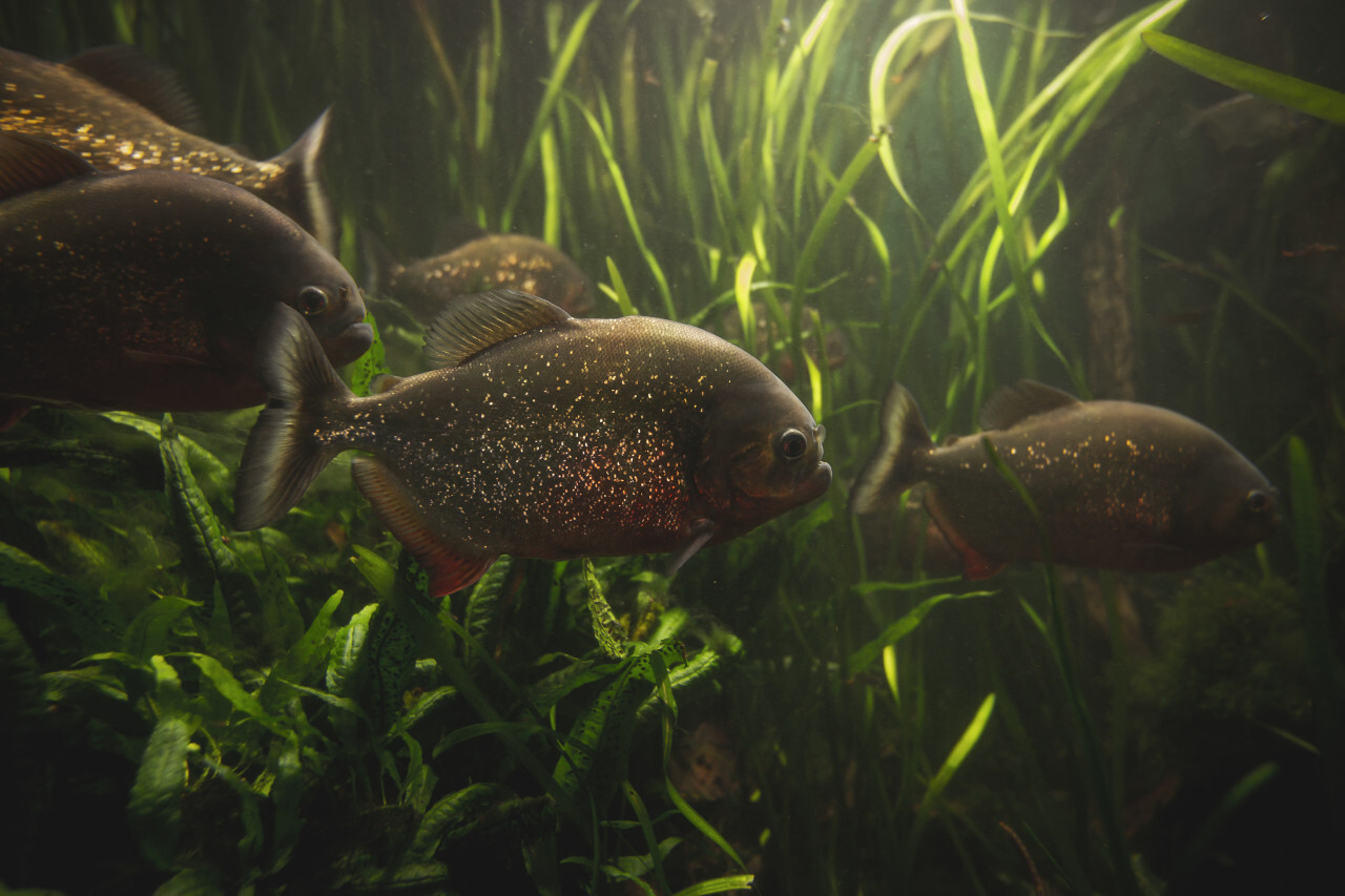 group of beautiful piranhas under the water