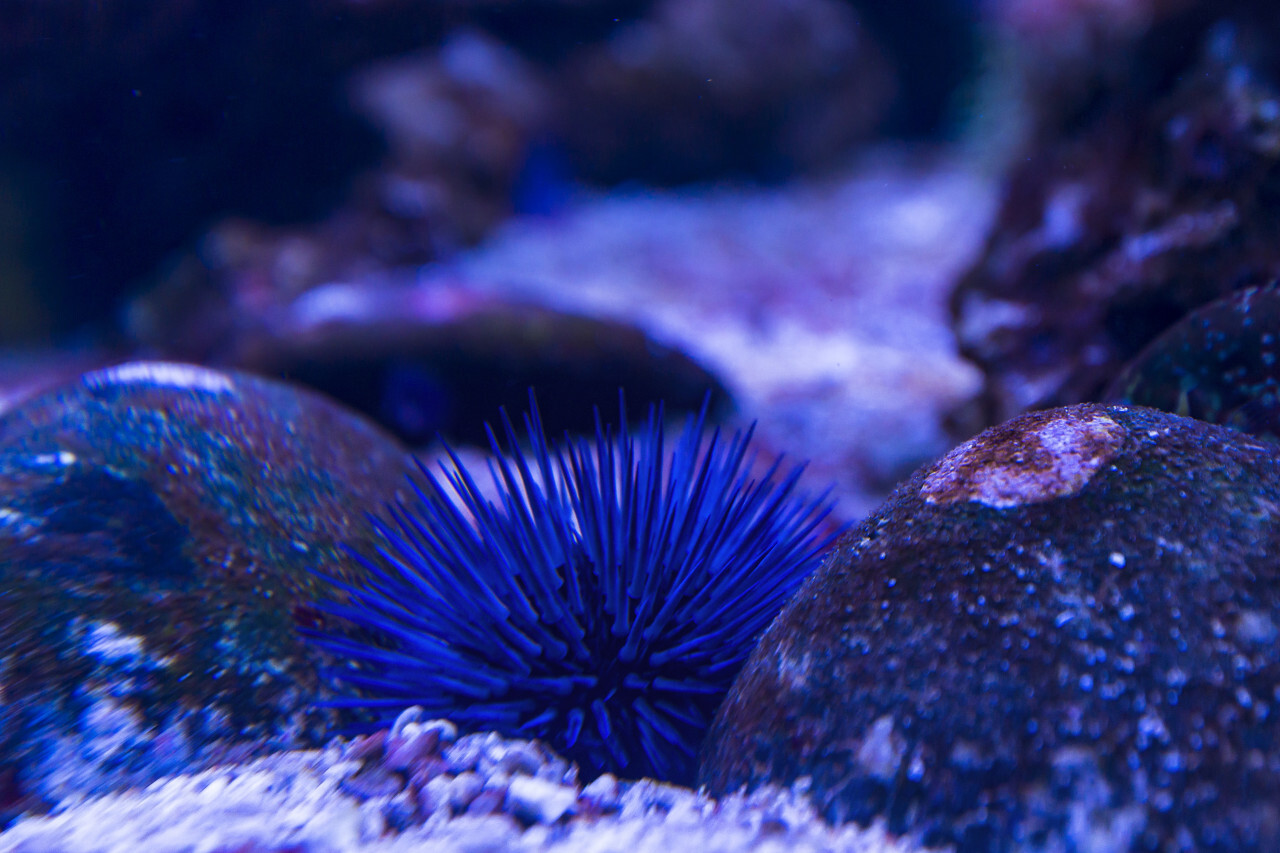 blue sea urchin