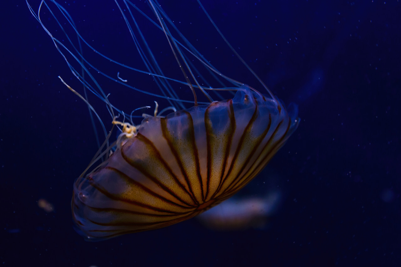 compass jellyfish close up