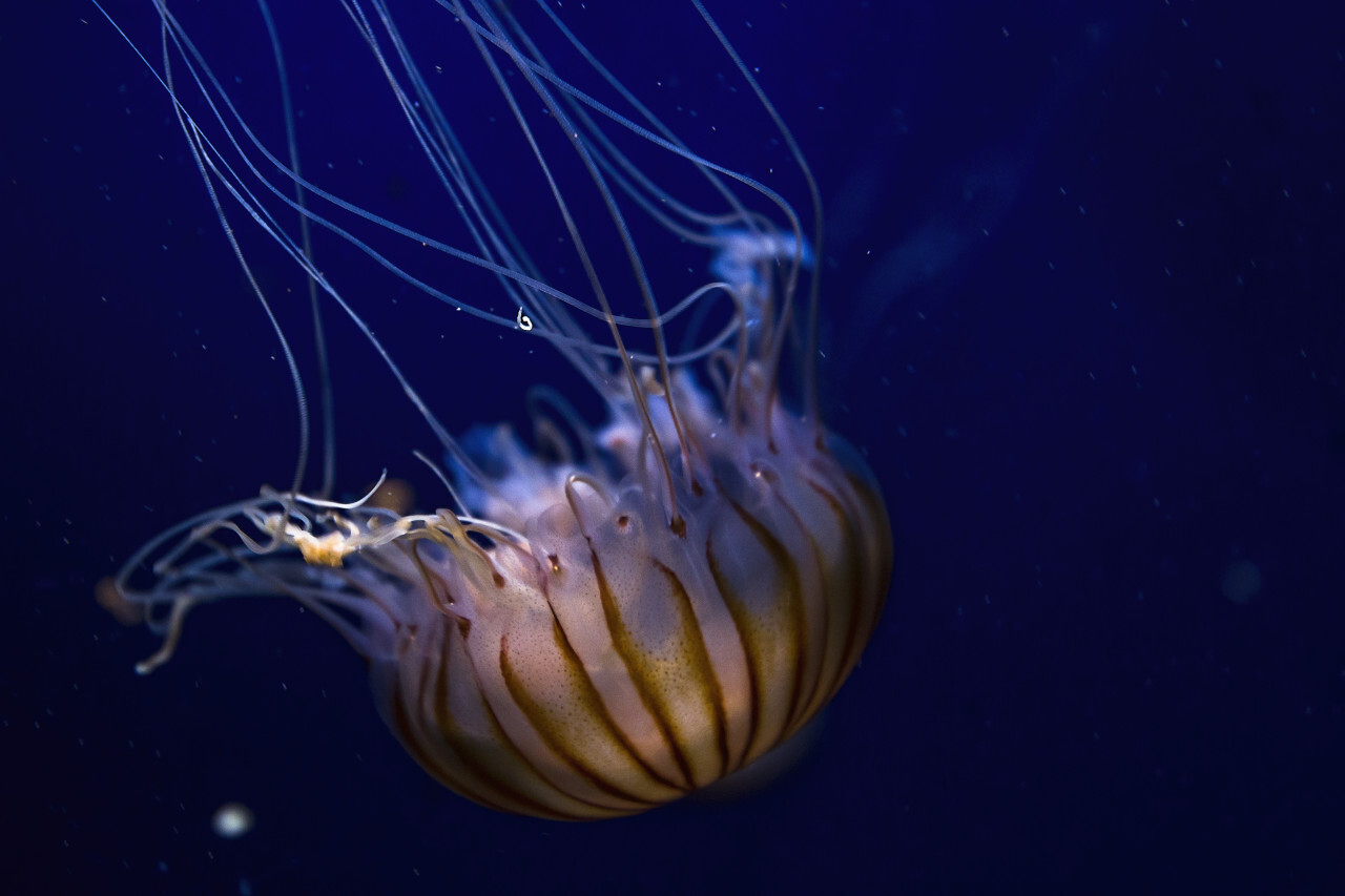 beautiful compass jellyfish close up