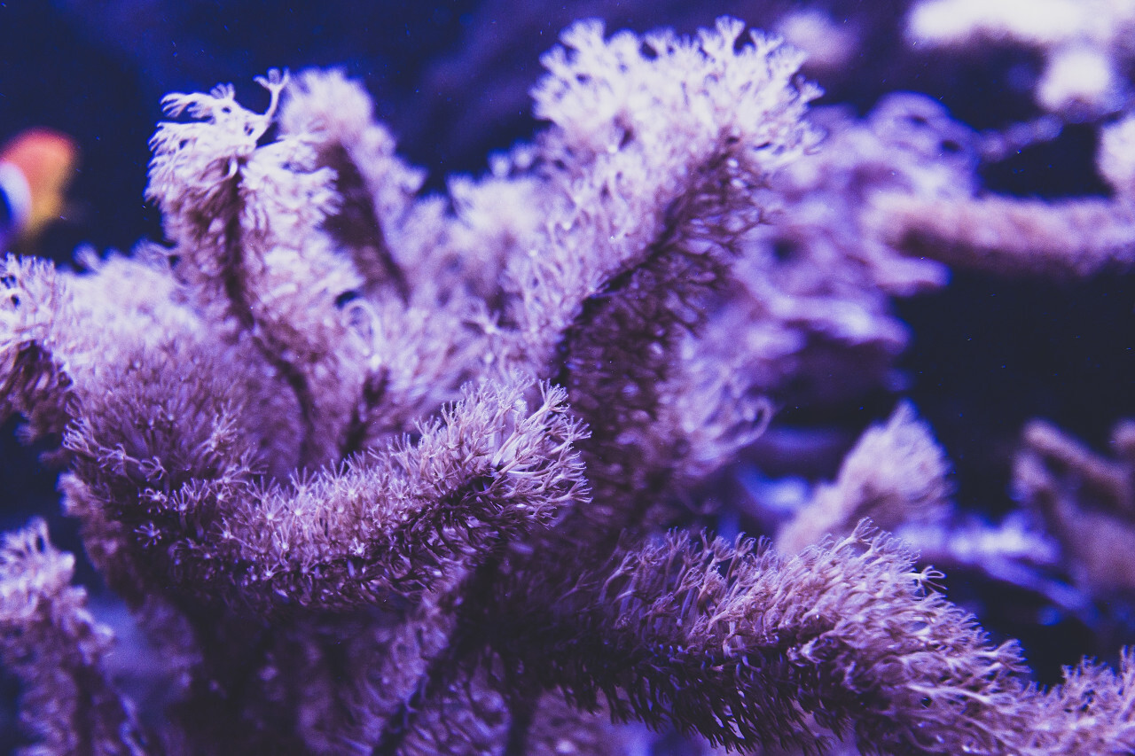 coral reef