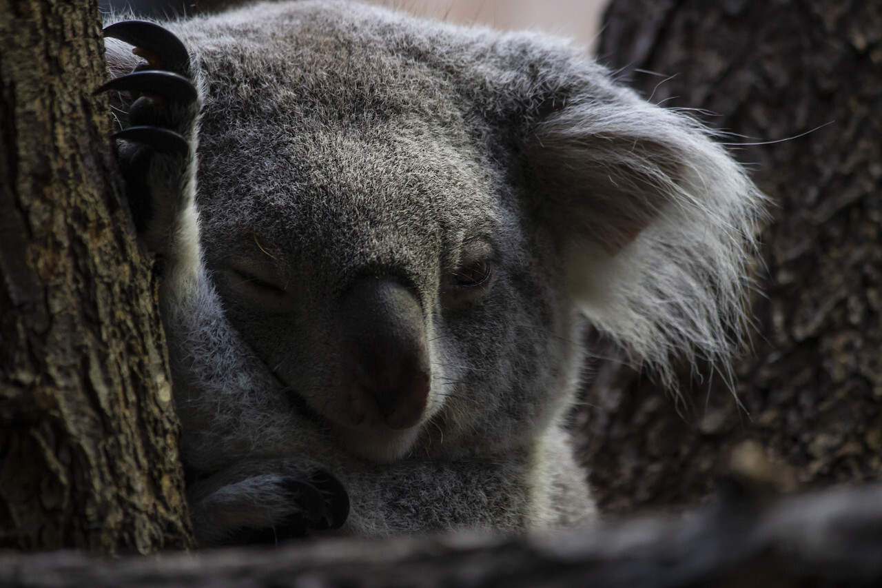 koala bear portrait