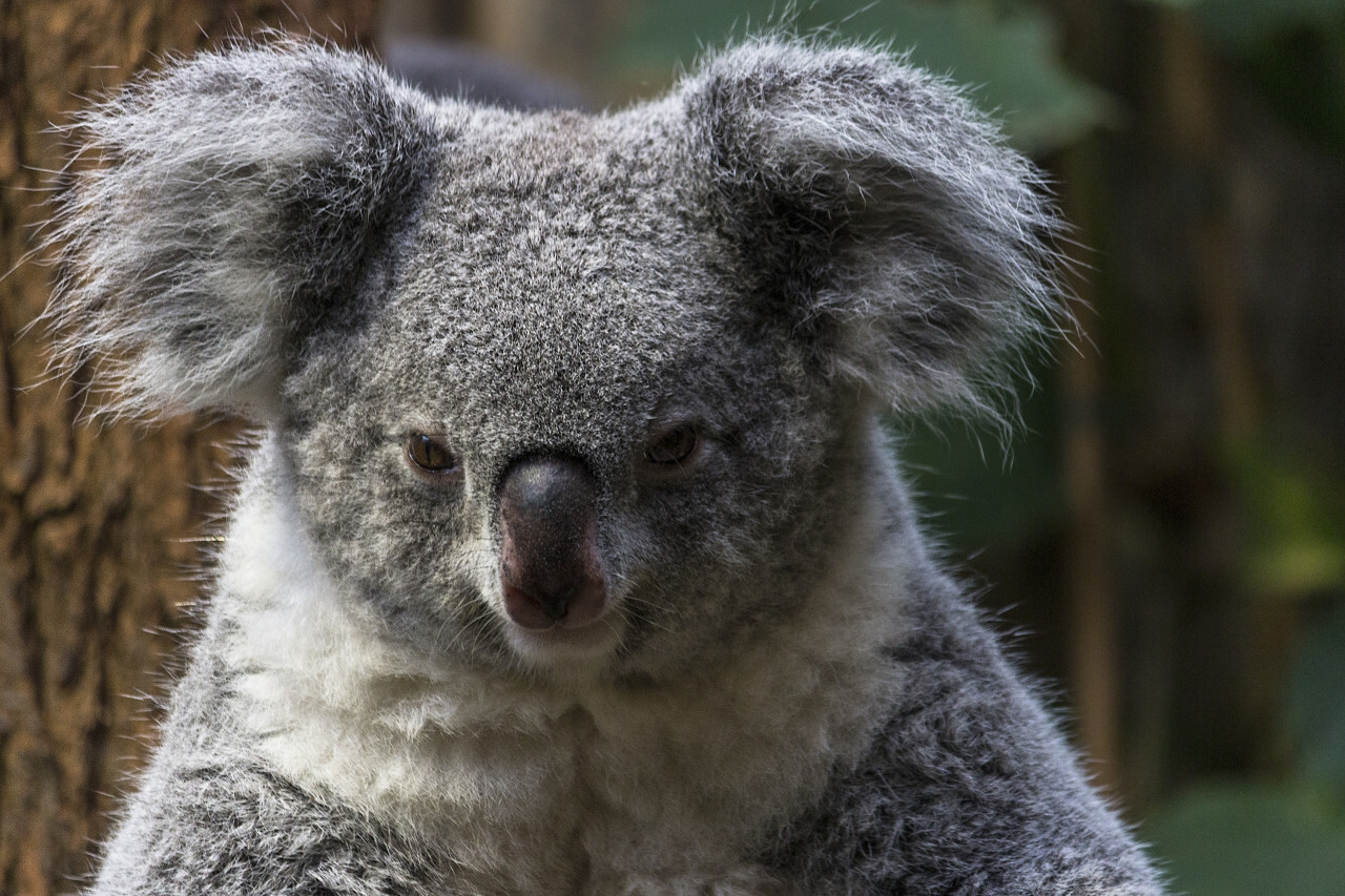 koala portrait