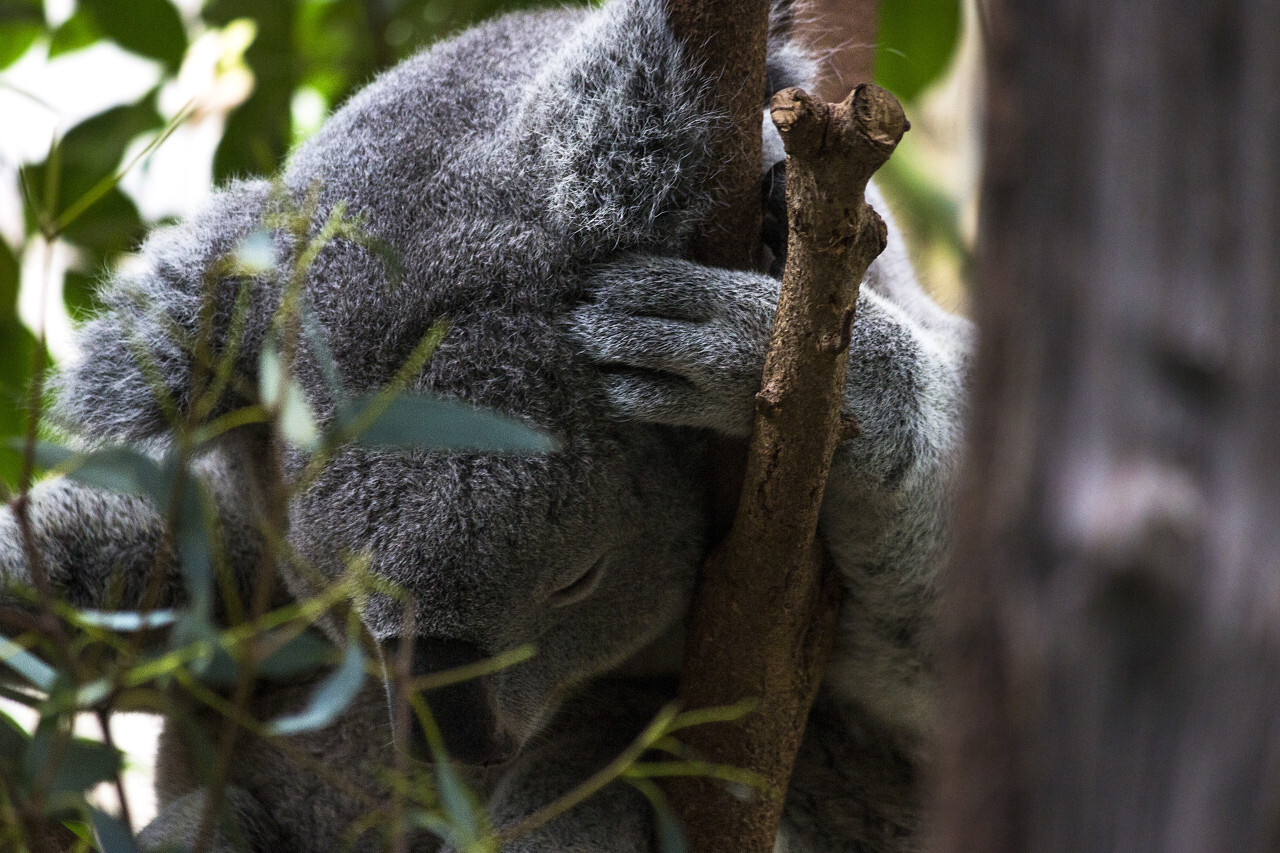 koala sleeping on tree