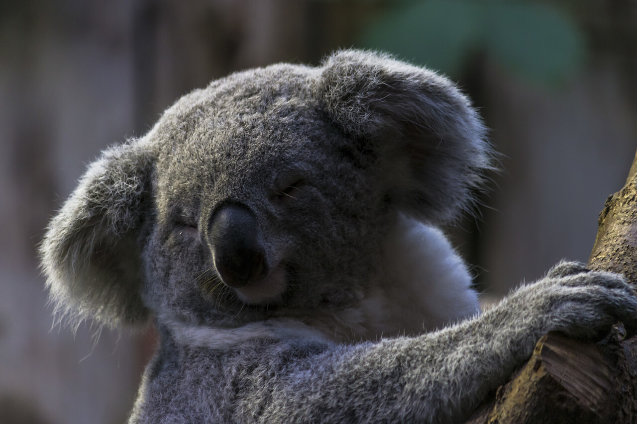 relaxed koala