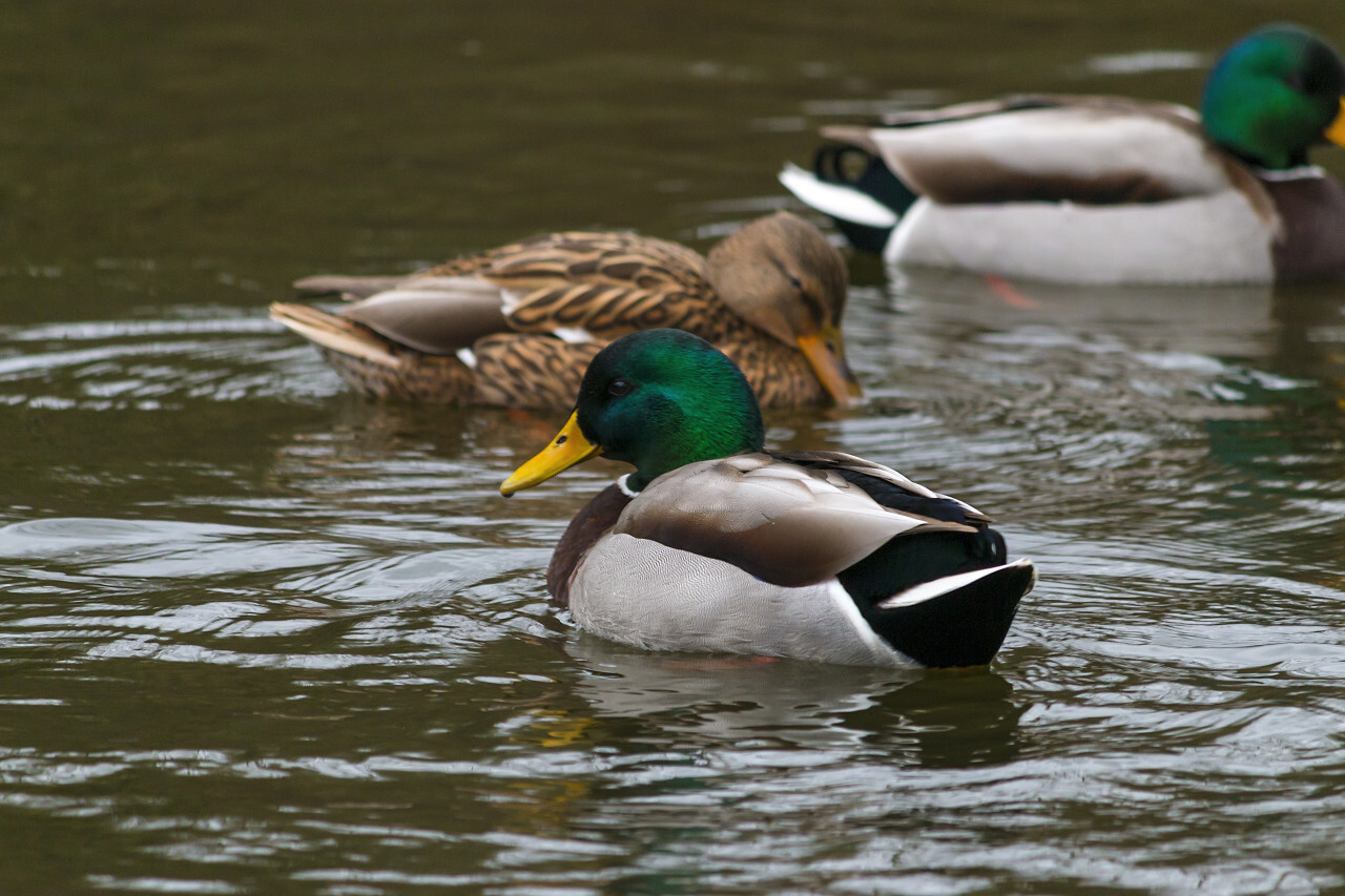 duck drake swims in the water