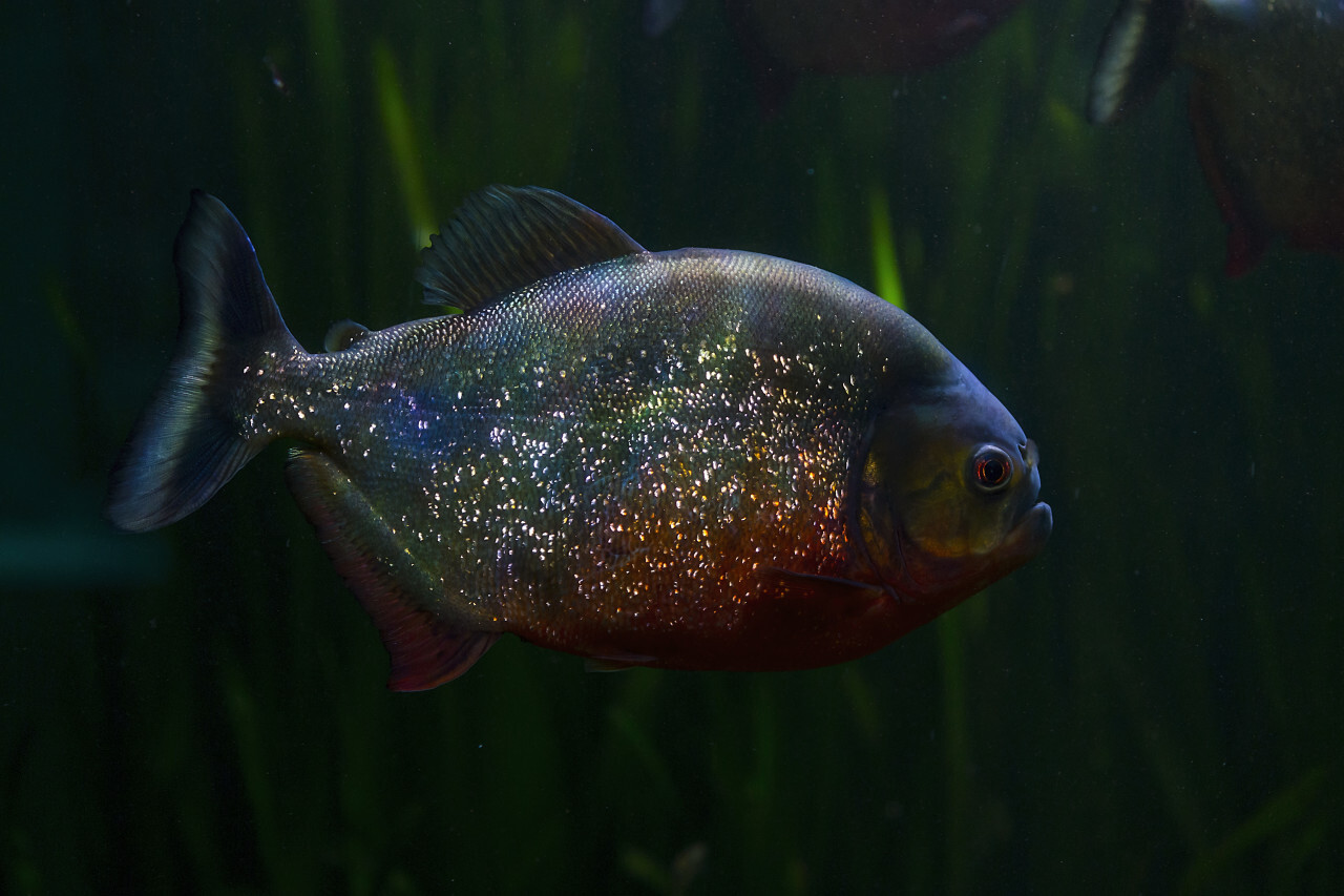 Red-bellied piranha, Pygocentrus altus, danger fish in the water with green water vegetation.