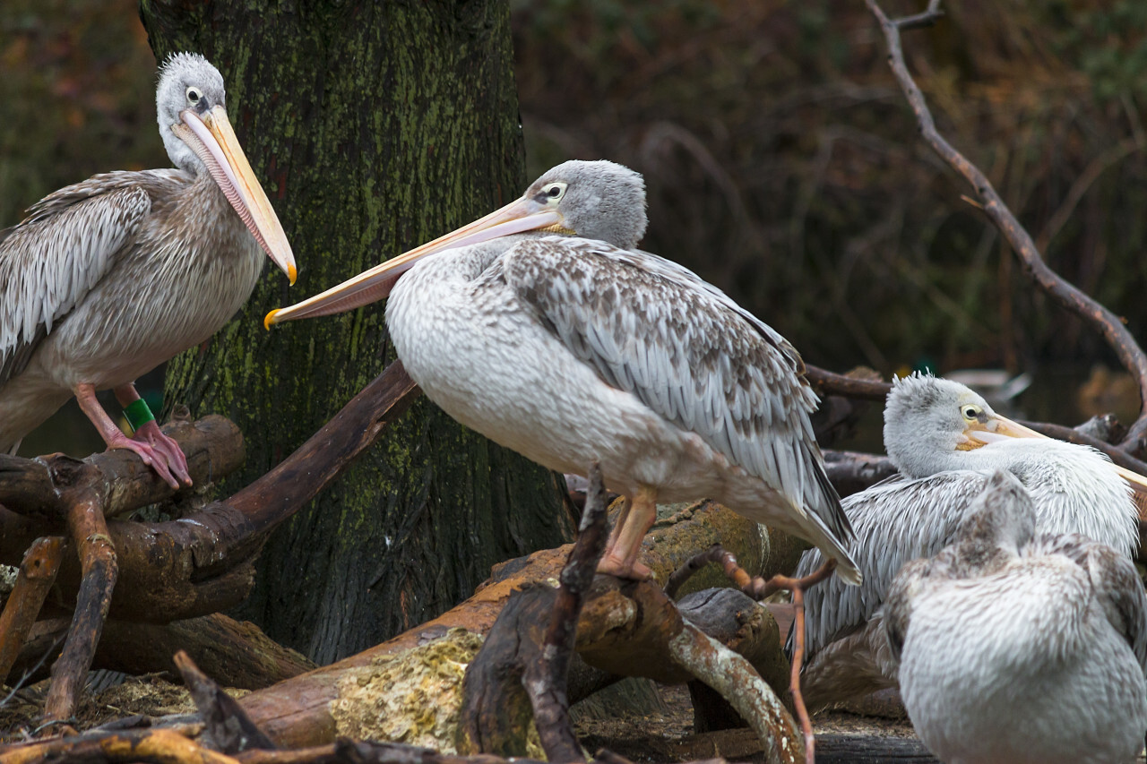 group of pelicans