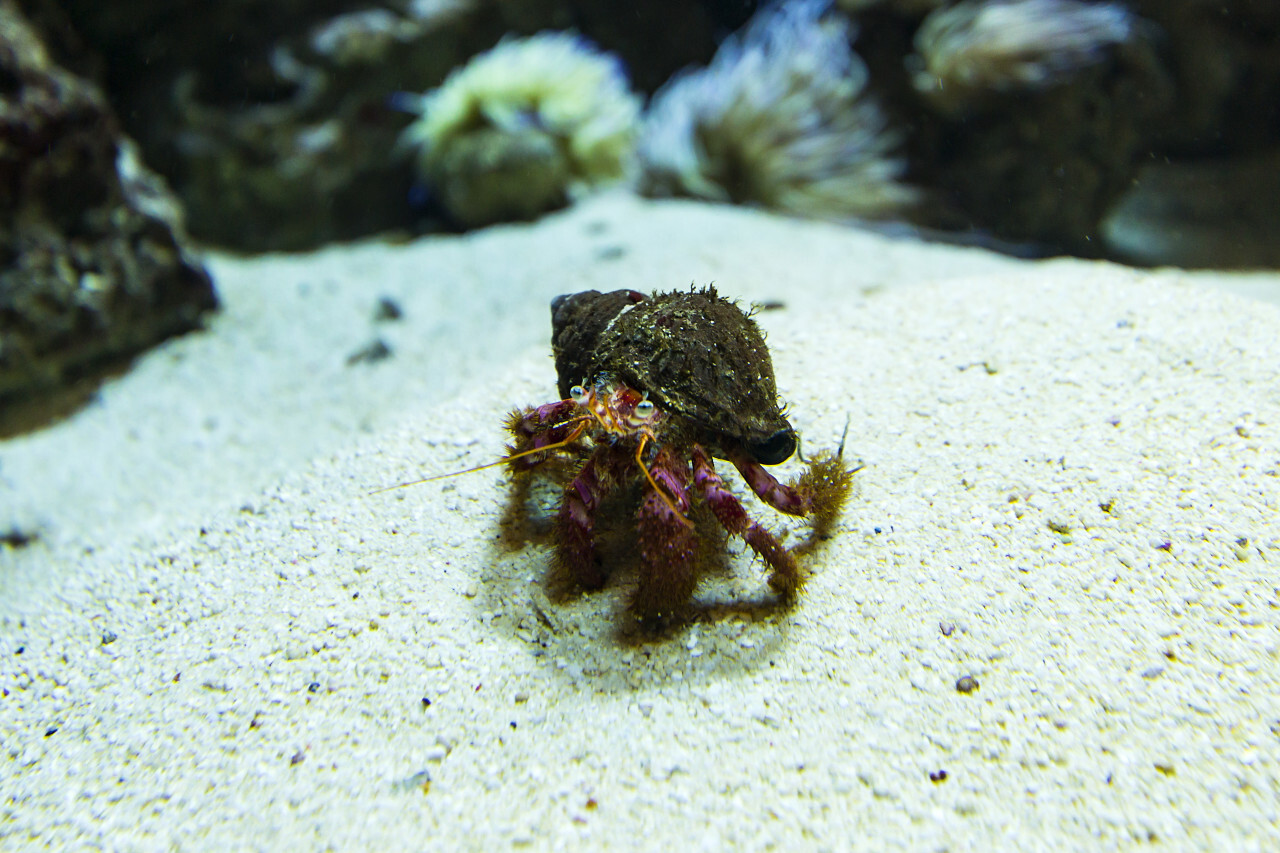 hermit crab under water