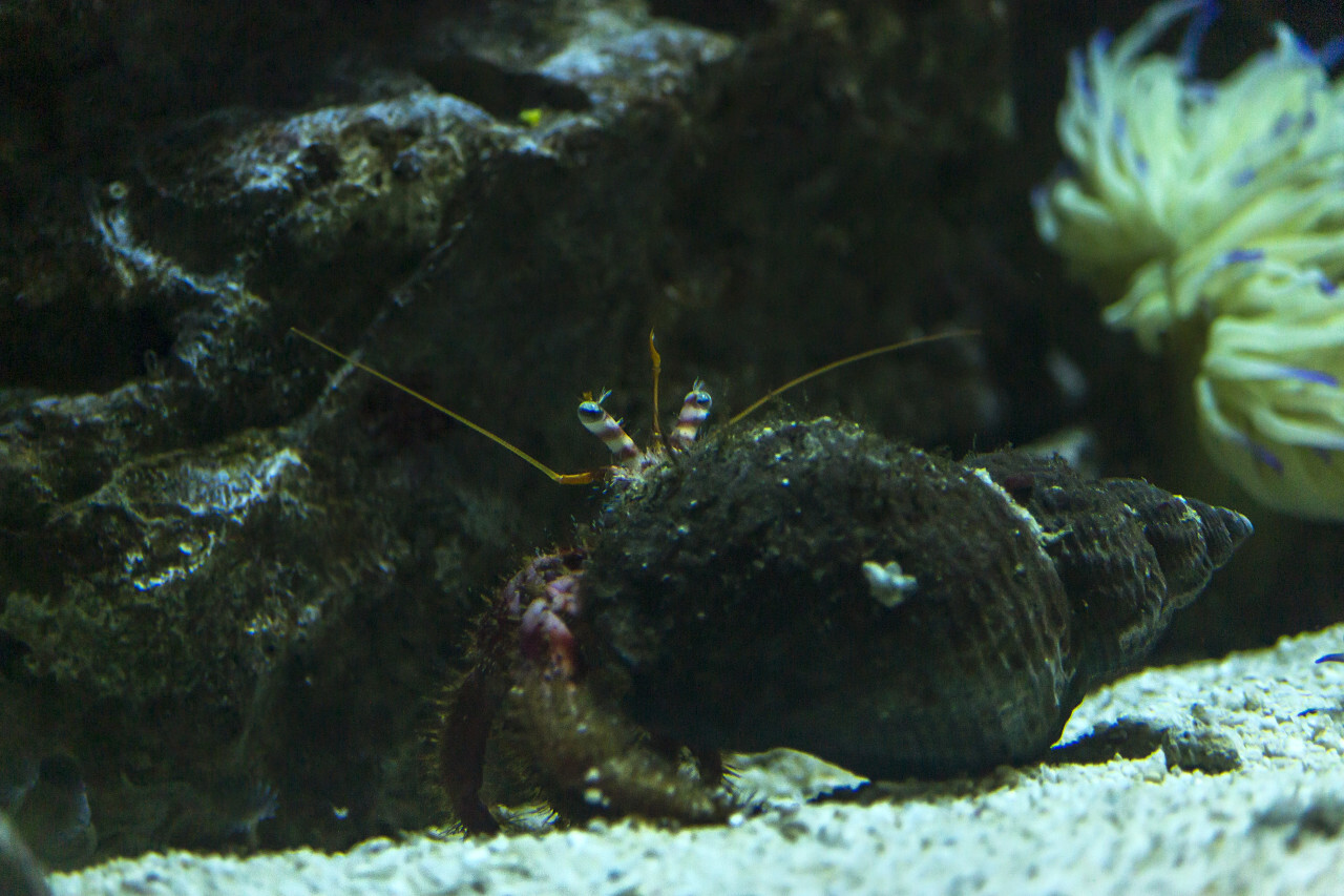 hermit crab under water